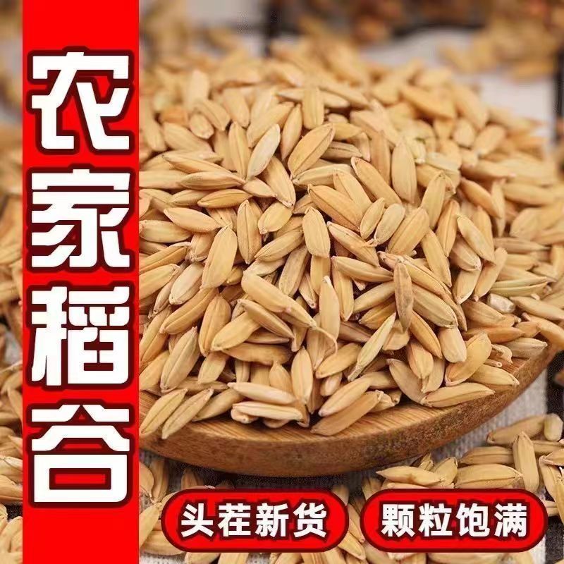 农家新鲜稻谷带壳谷子水稻鸽粮鸟粮粮食喂鸡鸭鹅鸽鸟饲料稻谷喂鸡