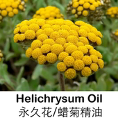 附检测报告法国永久花蜡菊精油淡皱纹黑眼2ml装 提亮肤色提拉紧致