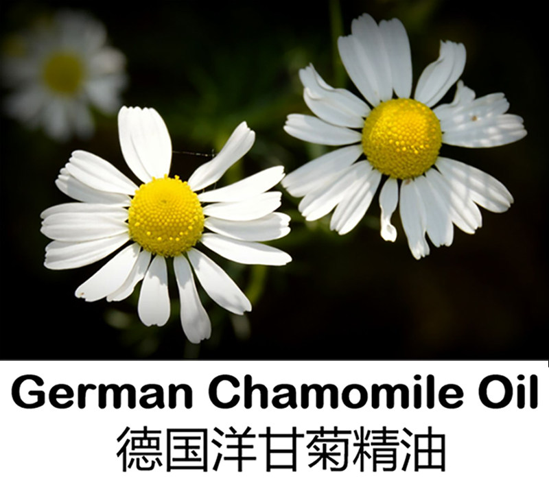 德国洋甘菊精油5ml芳疗级护皮肤纯单方精油植物温和平静按摩香薰