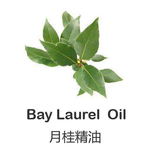 进口法国月桂纯单方精油10ml激励循环 肌肤修护 呼吸保养提升自信