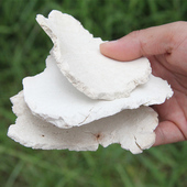 云南茯苓片500克中药材正品 无硫生切云苓泡水喝伏苓干片茯苓粉