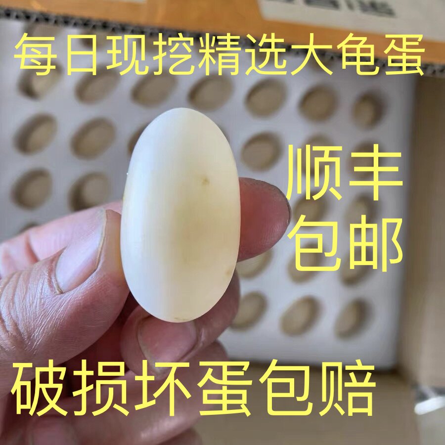 食用乌龟蛋当天新鲜现挖中华草龟蛋顺丰包邮孩子辅食长寿乌龟蛋