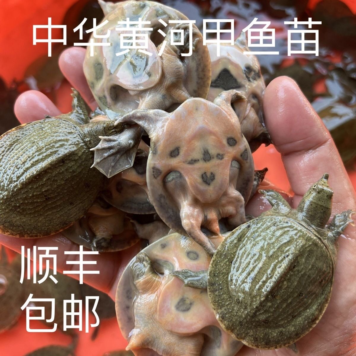 鲜活小甲鱼苗中华鳖黄河甲鱼各种规格大小养殖专用鳖苗顺丰包邮