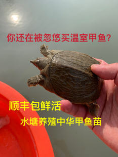 鲜活甲鱼苗中华鳖苗黄河甲鱼王八团鱼水鱼水塘放养甲鱼顺丰包邮