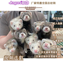 厂家直供安哥鲁宠物雪貂萌宠幼崽可爱活体小型懒人七夕礼物安格鲁