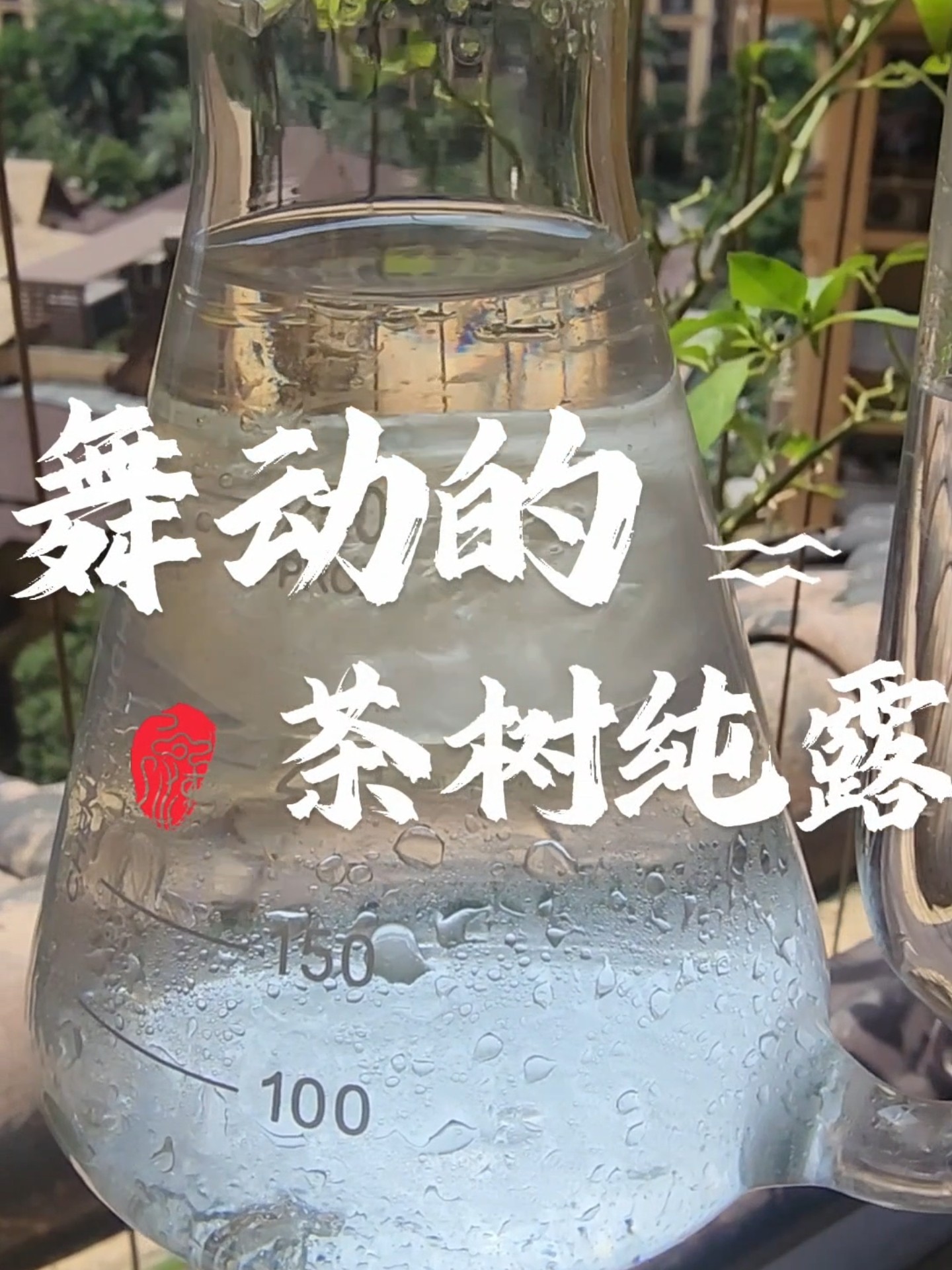 澳洲茶树纯露500ml 祛痘粉纯露/花水
