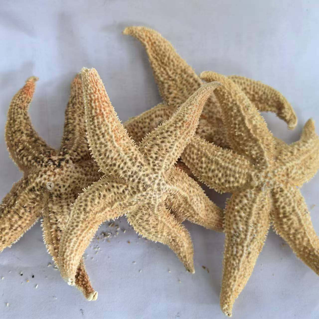 海星干天然海星食用海星海盘车五角星泡酒煲汤中药材50元500g包邮