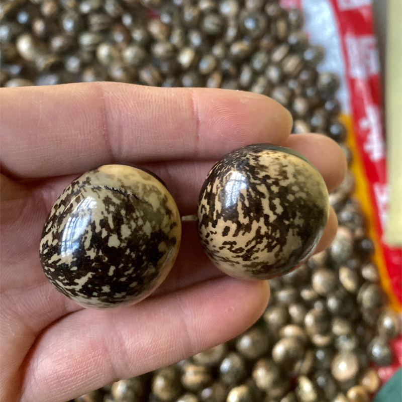 天然精品木鱼果文玩把件花木鱼手捻菩提子菩提佛珠新款挂脖正圆
