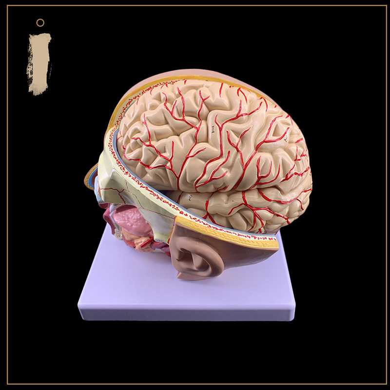 뇌 모델을 갖춘 인간의 머리 해부학 모델 4부분 병원에서 대뇌 동맥 모델로 인간의 머리를 교육