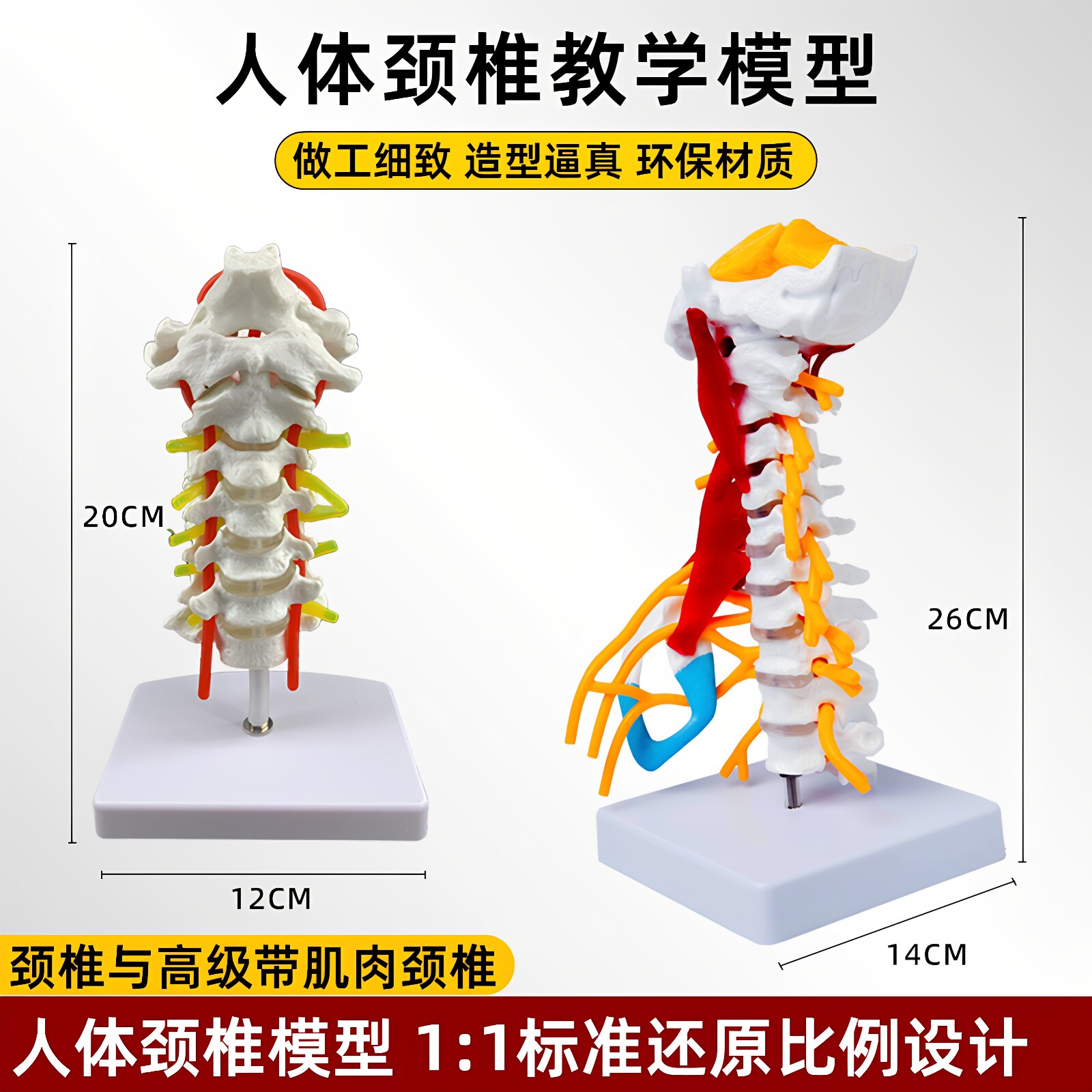 颈椎神经脑干枕骨脊柱可拆装模型