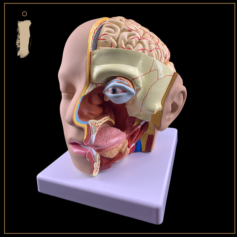 뇌 모델을 갖춘 인간의 머리 해부학 모델 4부분 병원에서 대뇌 동맥 모델로 인간의 머리를 교육