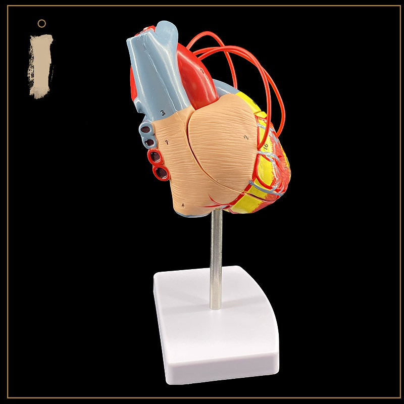 인간의 심장 우회 데모 교육 모델 내부 장기 계층 해부학 모델 병원 학교 개인 사용
