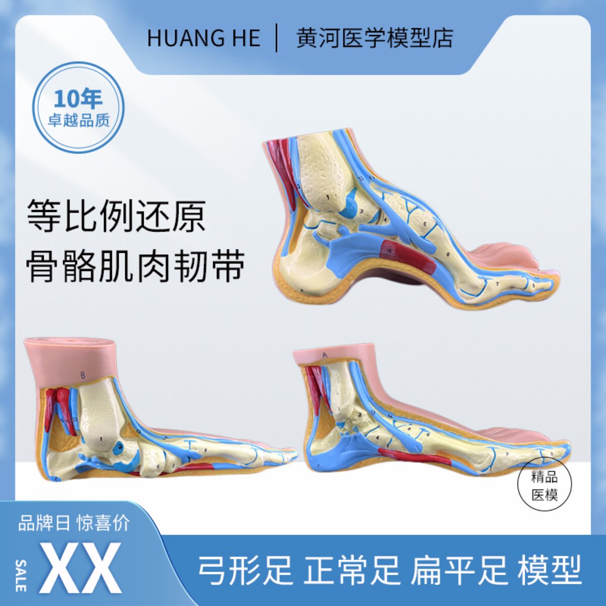일반 아치 발 높은 아치 발 모델 발 관절 모델 발톱 발 발 모델 해부학 병원