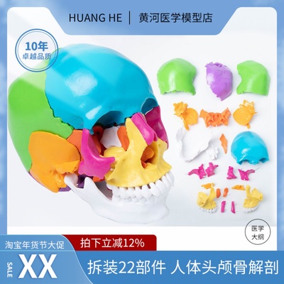 人体教学模型头骨解剖黄河可拆装