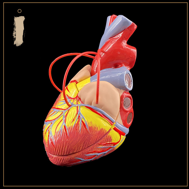 1.5X 심장 우회 배율 모델 병원 학교 교육 데모 모델 교육 소품 내부 장기 해부학
