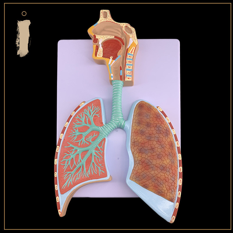 인간의 호흡기 시스템 해부 모델 폐 해부학 호흡기 시스템 릴리프 모델 폐포 확대 해부 모델
