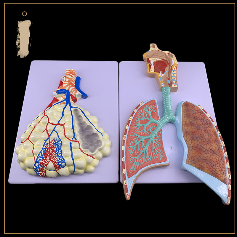 인간의 호흡기 시스템 해부 모델 폐 해부학 호흡기 시스템 릴리프 모델 폐포 확대 해부 모델