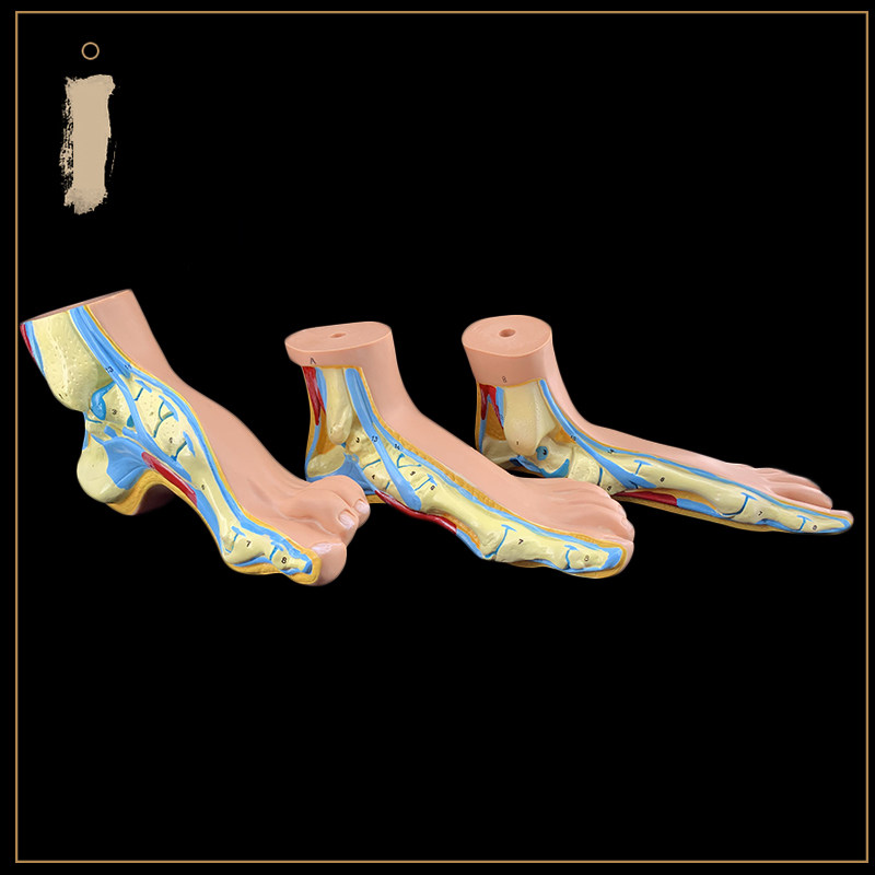 일반 아치 발 높은 아치 발 모델 발 관절 모델 발톱 발 발 모델 해부학 병원