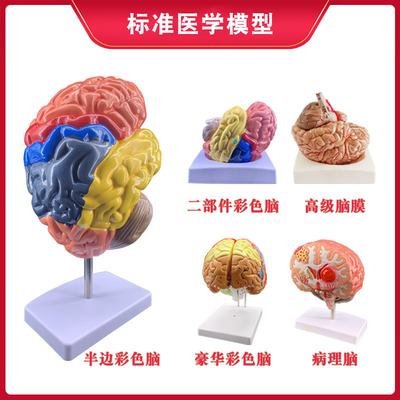 인체 장기 해부학 모델 뇌 구조 계층 모듈 병원 학교 교육 데모 장식품 분리 가능