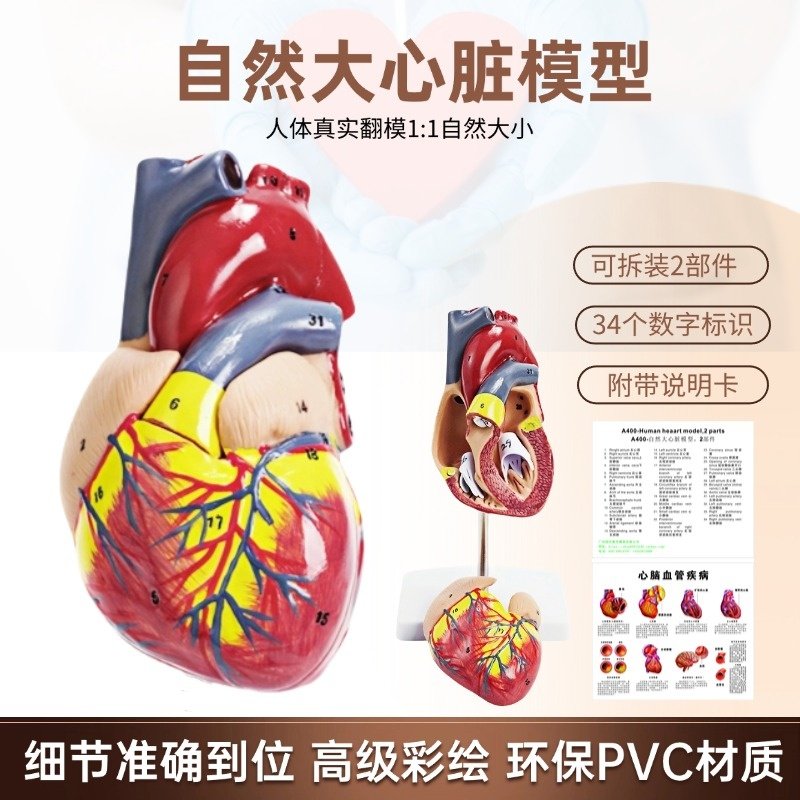 인간의 자연 심장 해부학 모델 의료 교육 기관 구조 병원 학교 교육 보조 컬러 초음파 B 이동식