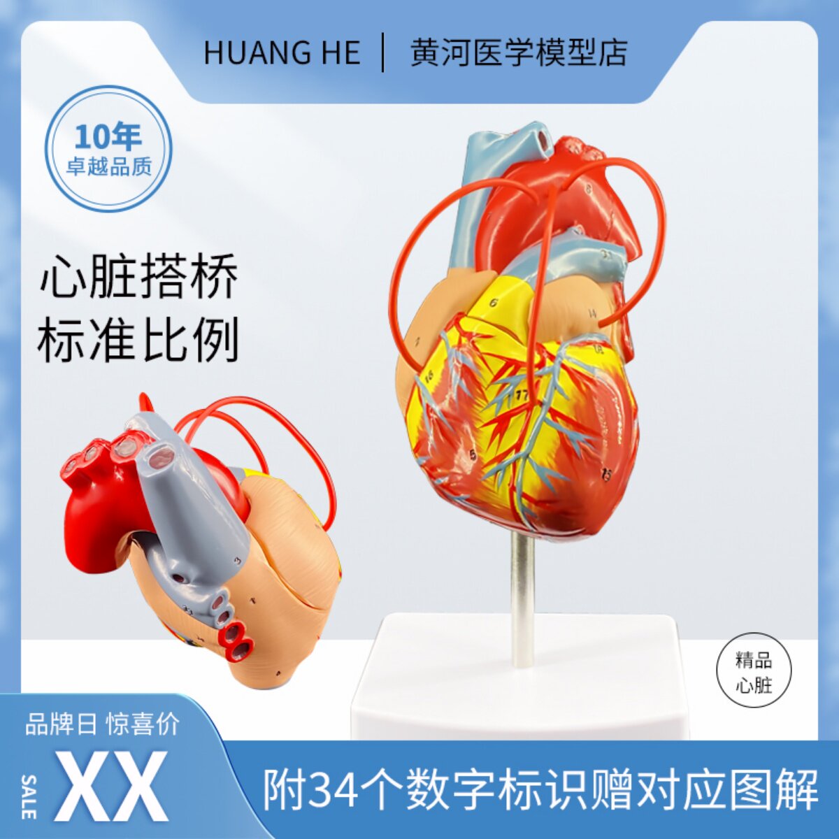 인간의 심장 우회 데모 교육 모델 내부 장기 계층 해부학 모델 병원 학교 개인 사용