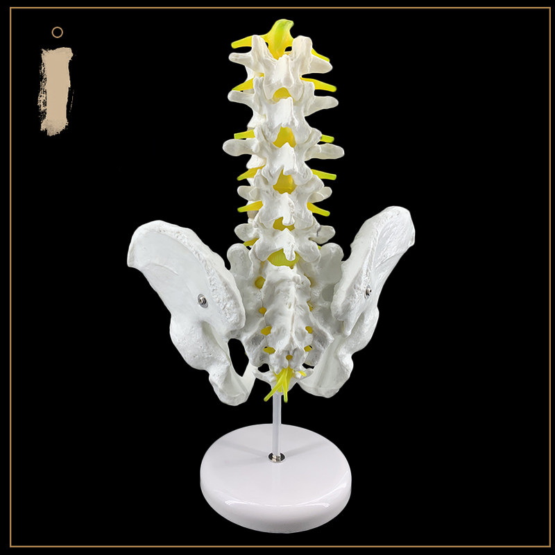 골반 모델 척추 모델 골반 모델 인간 골격 모델 대퇴 추간 디스크가있는 5 섹션 요추