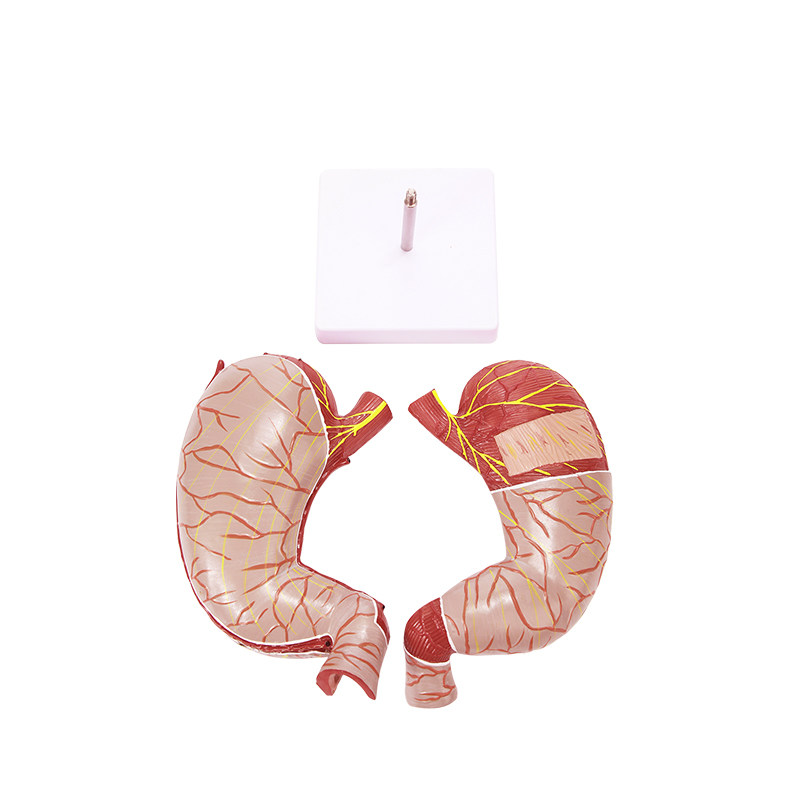 인체 위 해부학 모델 1.5 확대 이동식 2부분 의료 병원 학교 교육 설명 장식품