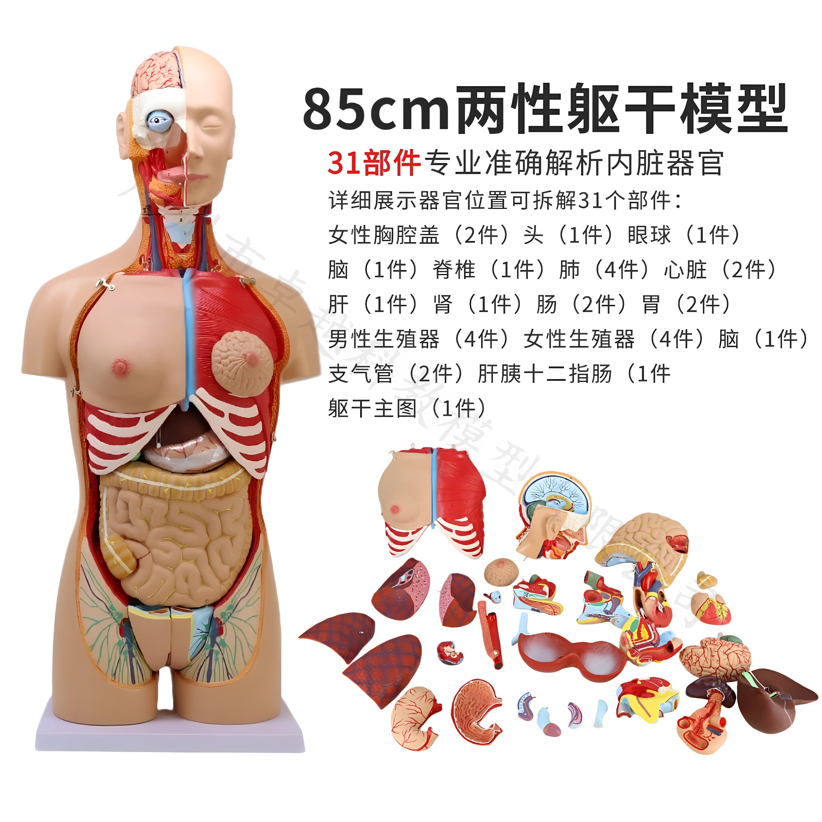 85CM医学内脏人体器官结构躯干解剖模型心脏构造儿童可拆装教学