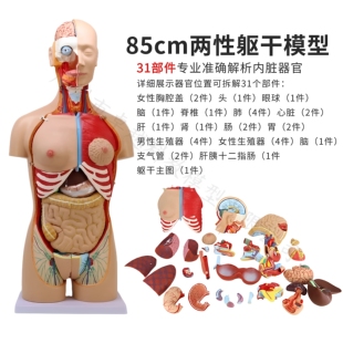 85CM医学内脏人体器官结构躯干解剖模型心脏构造儿童可拆装教学