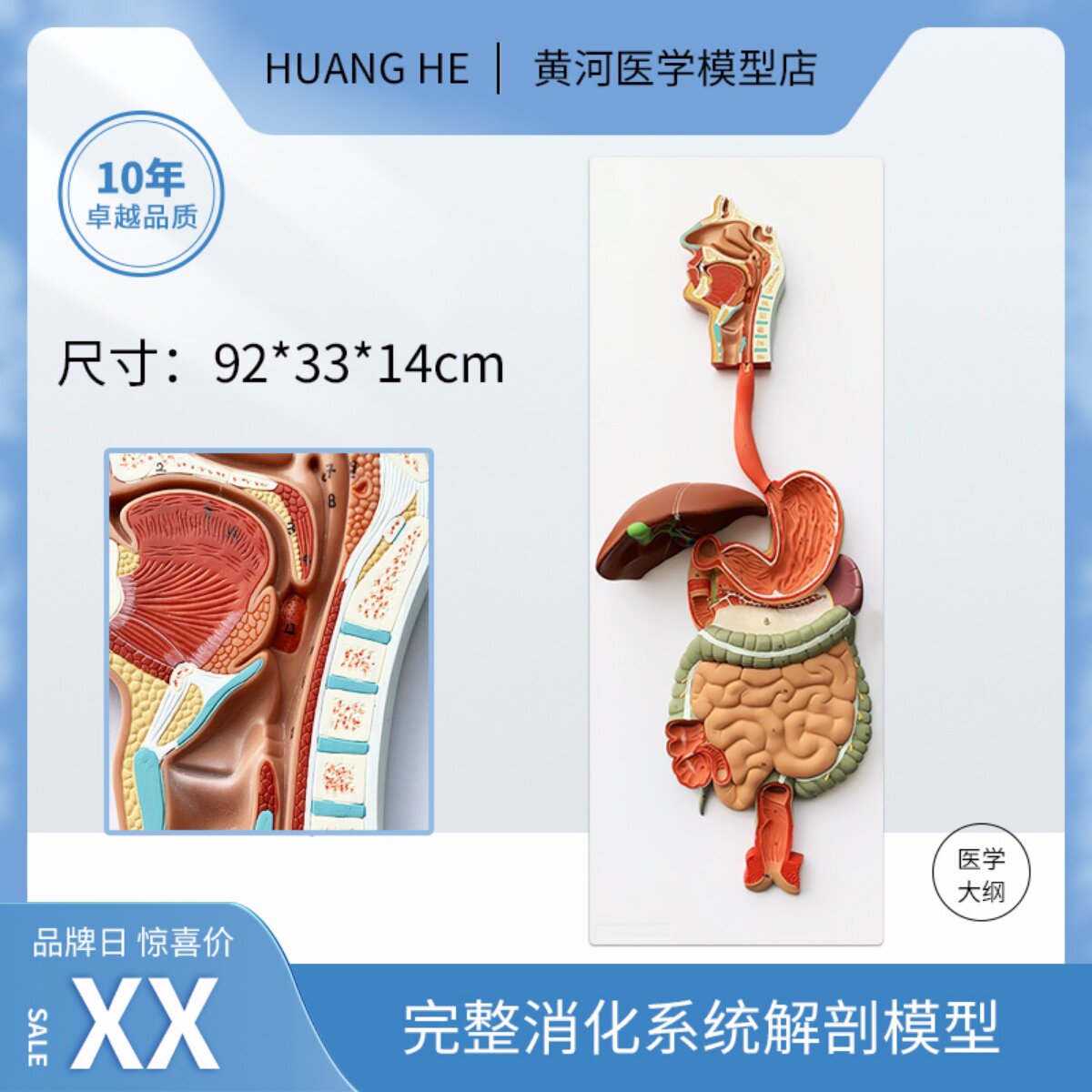 인간의 소화 기관 기관 해부학 모델 코 목구멍 심장 간 폐 신장 대장 병원 학교 교육 모델