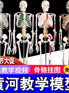 45 85 170cm人体骨骼模型骨架人体模型成人小白骷髅教学脊椎全身