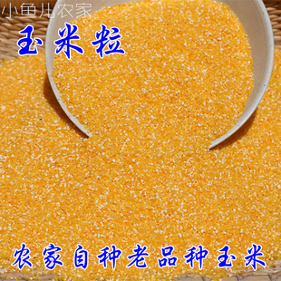 农家自种笨玉米渣 玉米糁2025年玉米榛子玉米粒玉米碎粥杂粮月子