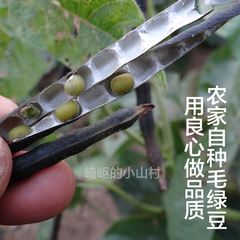 2023年新货农家自产笨毛绿豆绿小豆500g谷杂粮新鲜绿豆发豆芽煮粥