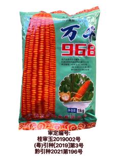 玉米杂交种子审定万千968硬玉米土玉米鸡吃玉米大棒轴细粒长