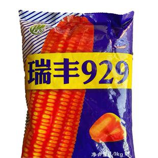 高产杂交饲料玉米种子瑞丰929抗病白轴硬粒玉米包谷种籽高产