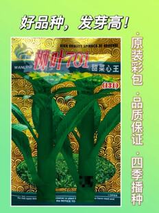 广东菜心种子迟菜心晚菜心柳叶701甜菜心王种子家庭阳台花园播种