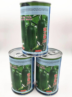 短节瓜种子蔬之源189节瓜种籽油身小节瓜四季冬瓜迷你小冬瓜