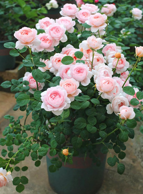 月季花大苗瑞典女王盆栽庭院阳台大花苗四季红玫瑰绿植香水玫瑰花