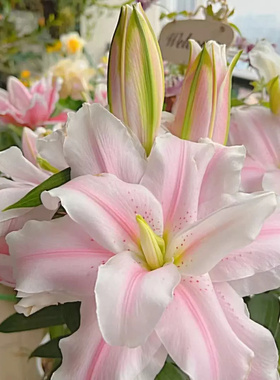 进口香水百合种球四季绿植盆栽花卉种子室内外阳台花苗大种球耐寒