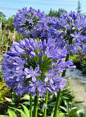 百子莲宿根苗根室内庭院多年生花卉种植开花盆栽四季耐寒多年开花