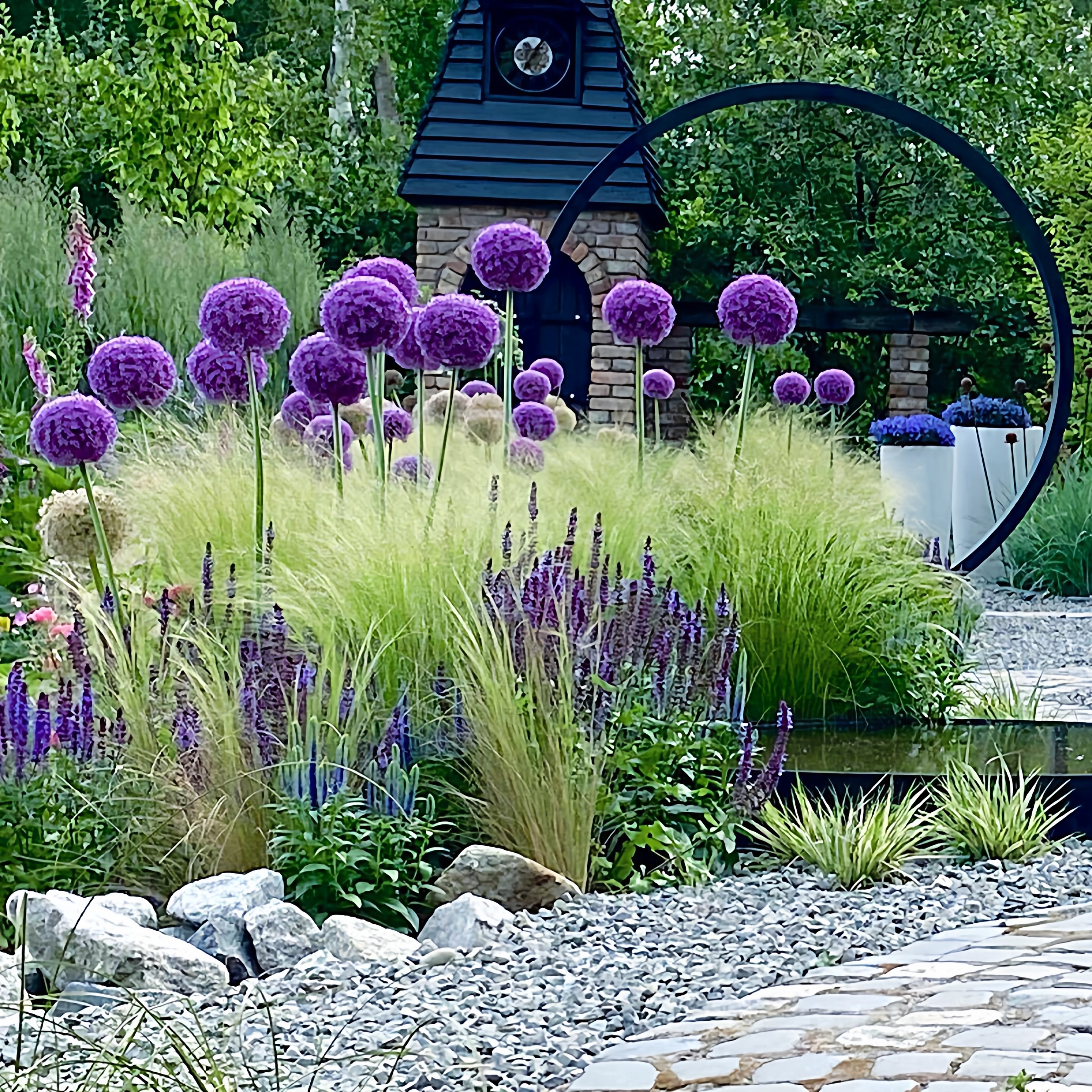 荷兰进口大花葱种球根花卉秋冬种植多年生庭院耐寒盆栽地栽植物