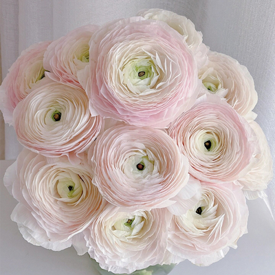 进口重瓣花毛茛种球四季盆栽