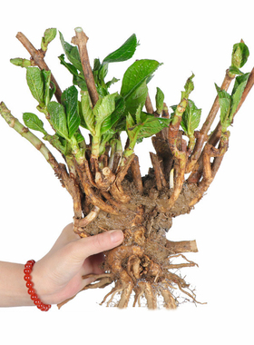 绣球花苗老桩无尽夏盆栽花卉四季不断开花室内花阳台观花庭院植物