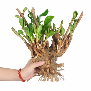 绣球花苗老桩无尽夏盆栽花卉四季不断开花室内花阳台观花庭院植物