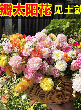 重瓣太阳花种子籽混色四季播种开花植物花卉室内外盆栽苗野花种子