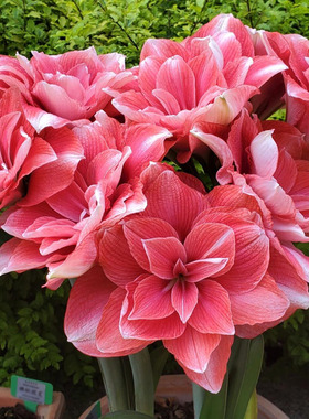 买3送1重瓣朱顶红种球荷兰进口花卉盆栽观花植物阳台四季球根开花