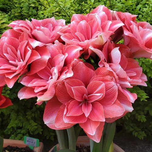 买3送1重瓣朱顶红种球盆栽观花
