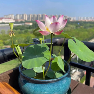 碗莲种子水培植物四季种植花卉室内庭院鱼缸水养莲花荷花睡莲盆栽