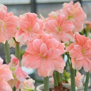 荣耀朱顶红荷兰进口重瓣朱顶红种球鬼魅地栽球根观花植物盆栽花卉