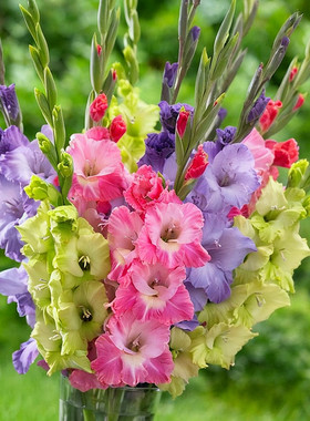 10颗剑兰种球唐菖蒲球根盆栽花卉荷兰进口香水百合种子可做鲜切花